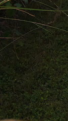 Eupatorium altissimum