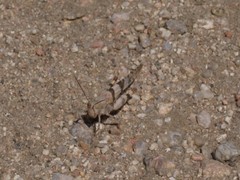 Trimerotropis californica