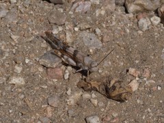 Trimerotropis californica