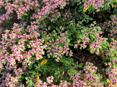 Aizoon portulacaceum