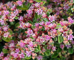 Aizoon portulacaceum