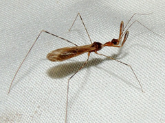 Stenolemoides arizonensis