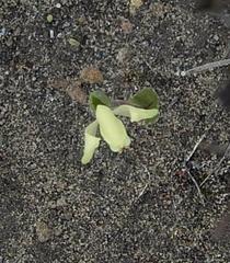 Disperis villosa