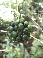 Smilax tamnoides