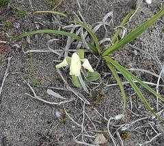Disperis villosa