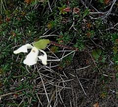 Disperis villosa