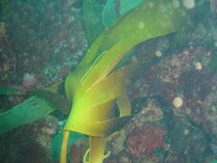 Laminaria pallida