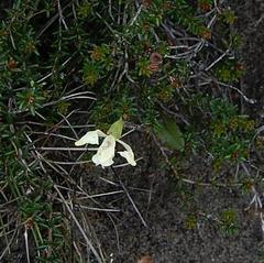 Disperis villosa