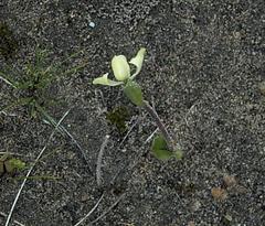 Disperis villosa