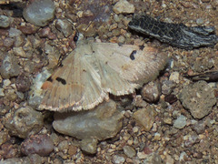 Hemeroplanis historialis