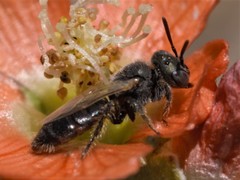 Macroteropsis