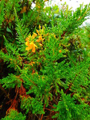 Hypericum laricifolium