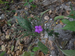 Ruellia inundata