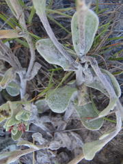 Helichrysum spiralepis