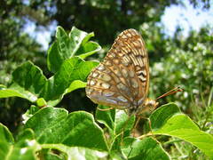 Speyeria callippe comstocki