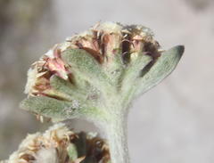 Helichrysum spiralepis