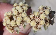 Helichrysum spiralepis
