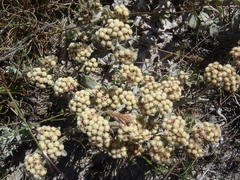 Helichrysum spiralepis