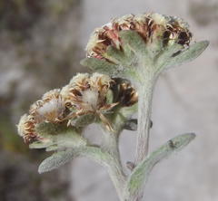 Helichrysum spiralepis