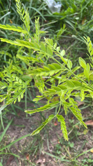 Gleditsia triacanthos