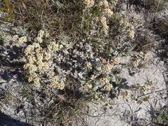 Helichrysum spiralepis