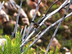 Laniarius ferrugineus ferrugineus
