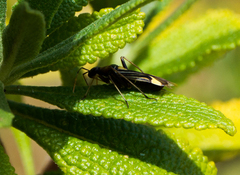 Closterocoris amoenus