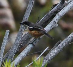 Laniarius ferrugineus ferrugineus