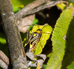 Closterocoris amoenus