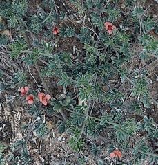 Indigofera sp12