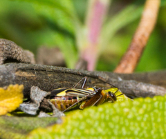 Closterocoris amoenus