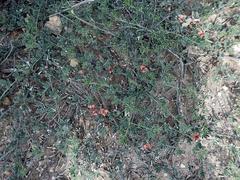 Indigofera sp12