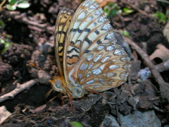 Speyeria callippe comstocki