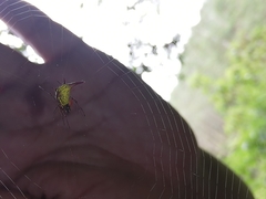 Micrathena guerini