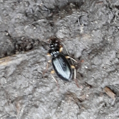 Patrobus longicornis