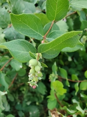 Symphoricarpos albus