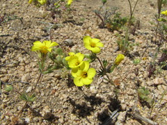 Leptosiphon chrysanthus