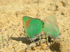 Callophrys dumetorum