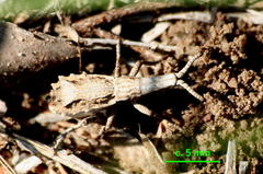 Episus angusticollis