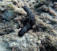 Holothuria mammata