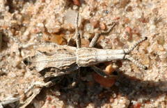 Episus angusticollis