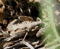 Episus angusticollis
