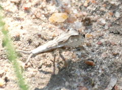 Episus angusticollis