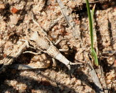 Episus angusticollis