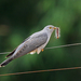 African Cuckoo - Photo (c) Nigel Voaden, some rights reserved (CC BY)