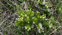 Baccharis tricuneata