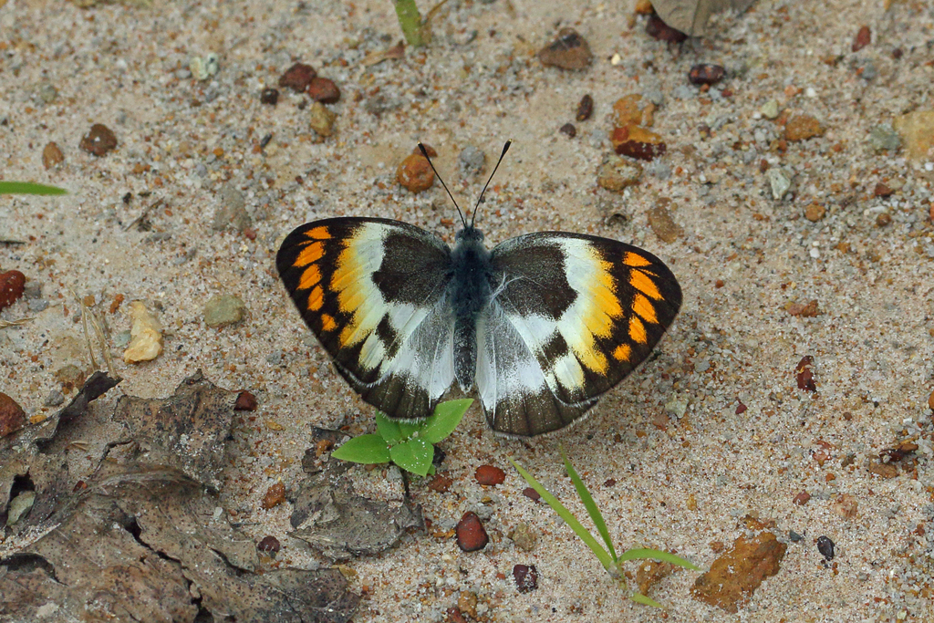 African Orange Tip