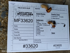 Mycena rutilantiformis