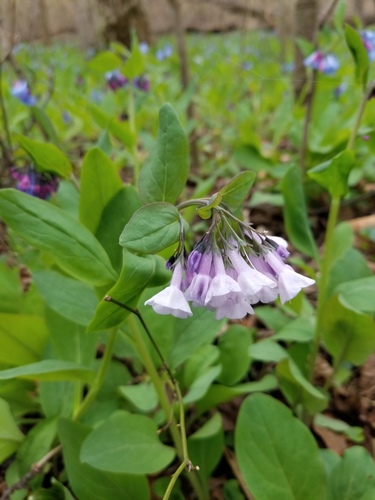 Mertensia virginica
