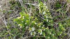 Baccharis tricuneata